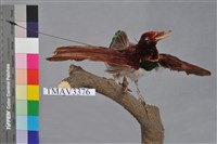 藏品(王風鳥)的圖片